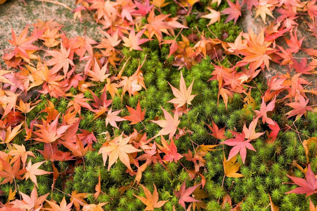 Suimeikan Gero Buitenkant foto Autumn leaves